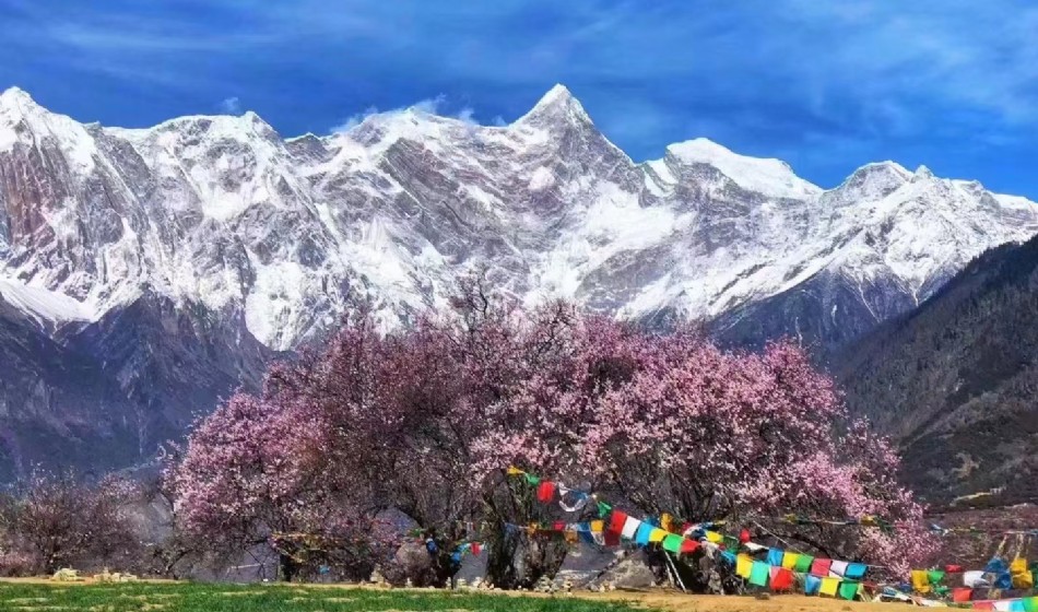 Seasonal limited tour: Tibet Snowland Peach Blossom 8 days 7 nights